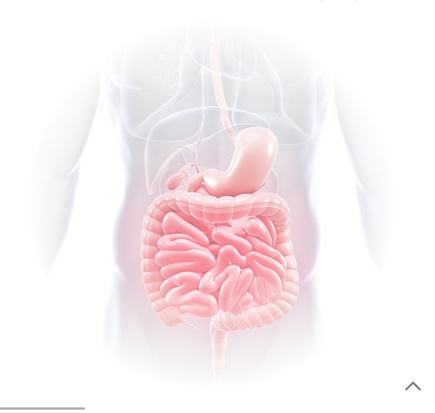 Diagram of the human colon and digestive tract, illustrating how colon hydrotherapy supports the body's elimination pathways